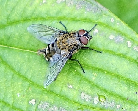 house fly